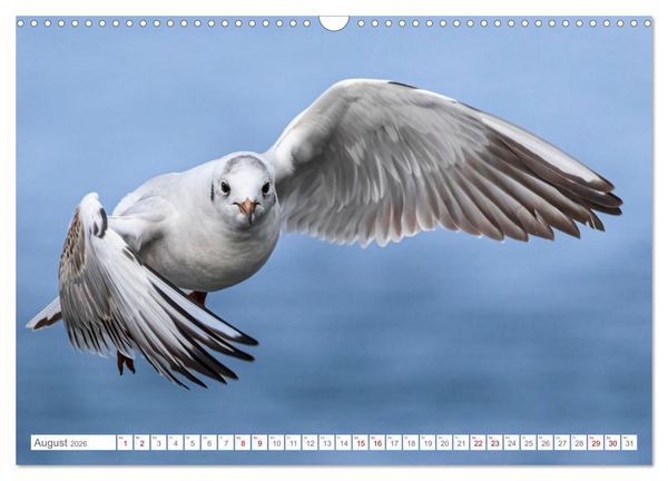 Produktbild: Aerorobaten - M&ouml;wen im Flug (Wandkalender 2026 DIN A3 quer), CALVENDO Monatskalender