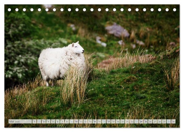 Produktbild: Schafe - Raues Wetter, weiche Wolle (Tischkalender 2026 DIN A5 quer), CALVENDO Monatskalender