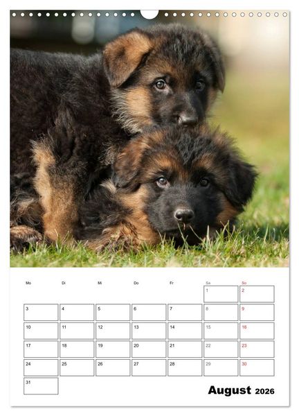 Produktbild: Deutsche Sch&auml;ferhundwelpen zum Verlieben (Wandkalender 2026 DIN A3 hoch), CALVENDO Monatskalender