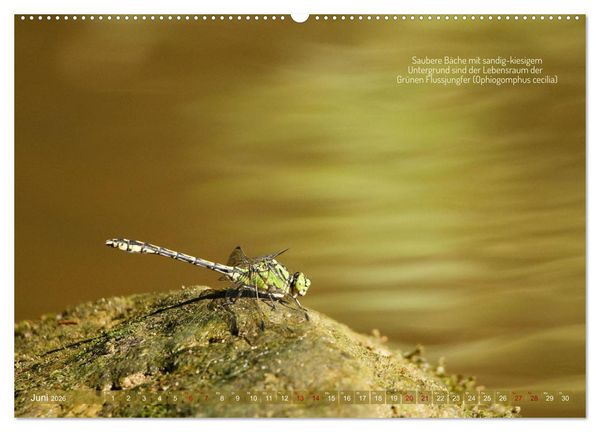 Produktbild: Frankens Insekten (hochwertiger Premium Wandkalender 2026 DIN A2 quer), Kunstdruck in Hochglanz