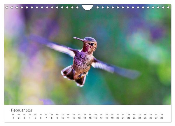 Produktbild: Kolibris - wahre Luftakrobaten (Wandkalender 2026 DIN A4 quer), CALVENDO Monatskalender