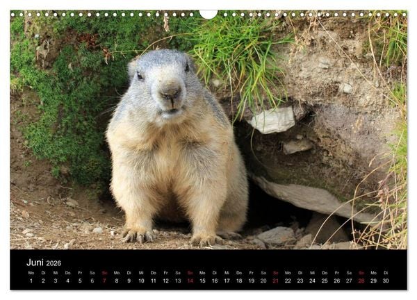Produktbild: Murmeltiere (Wandkalender 2026 DIN A3 quer), CALVENDO Monatskalender