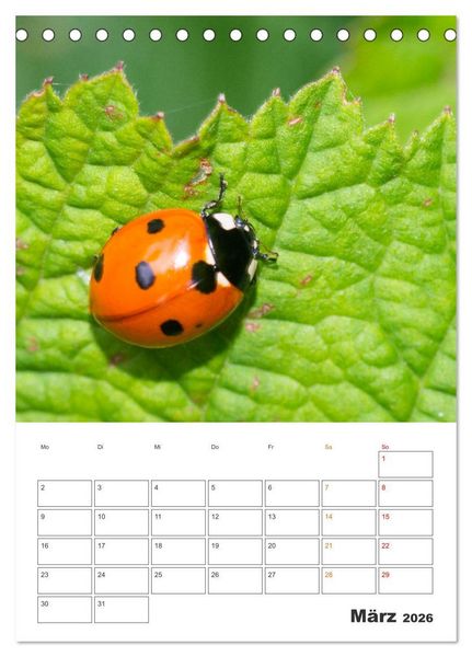 Produktbild: Kleines Gl&uuml;ck ganz gro&szlig;: Marienk&auml;fer! (Tischkalender 2026 DIN A5 hoch), CALVENDO Monatskalender