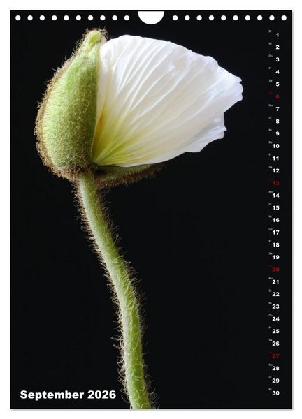 Produktbild: Mohn - Ein Bl&uuml;tentraum (Wandkalender 2026 DIN A4 hoch), CALVENDO Monatskalender