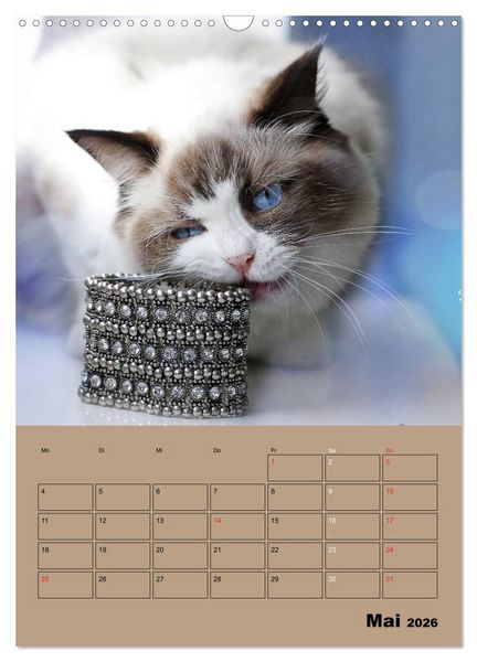 Produktbild: Ragdolls zum Verlieben (Wandkalender 2026 DIN A3 hoch), CALVENDO Monatskalender