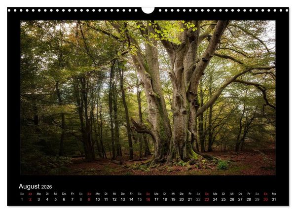 Produktbild: M&auml;rchenhafter Reinhardswald und Urwald Sababurg (Wandkalender 2026 DIN A3 quer), CALVENDO Monatskalender