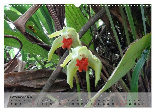 Produktbild: Orchideenland Ecuador (Wandkalender 2026 DIN A3 quer), CALVENDO Monatskalender