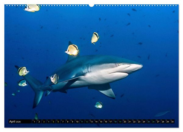 Produktbild: Big Five aus dem Ozean Hai, Delphin, Wal, Robbe, Pinguin (Wandkalender 2026 DIN A2 quer), CALVENDO Monatskalender