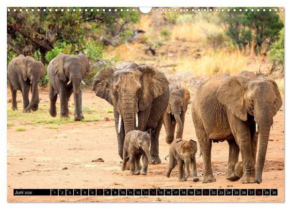 Produktbild: Safari durch das S&uuml;dliche Afrika (Wandkalender 2026 DIN A3 quer), CALVENDO Monatskalender