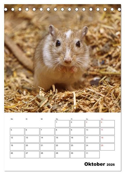 Produktbild: Lustige Rennm&auml;use (Tischkalender 2026 DIN A5 hoch), CALVENDO Monatskalender