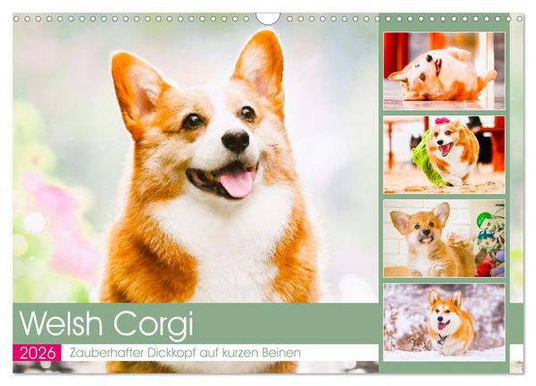 Produktbild: Welsh Corgi. Zauberhafter Dickkopf auf kurzen Beinen (Wandkalender 2026 DIN A3 quer), CALVENDO Monatskalender