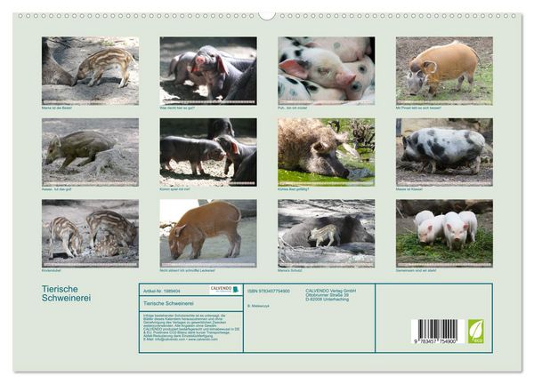 Produktbild: Tierische Schweinerei (hochwertiger Premium Wandkalender 2026 DIN A2 quer), Kunstdruck in Hochglanz