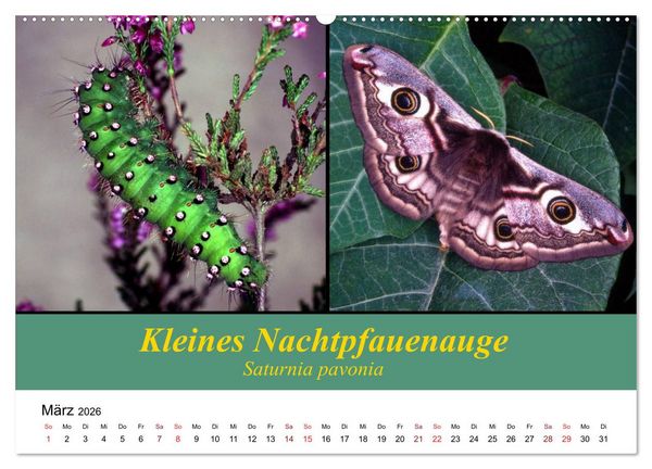 Produktbild: Zwei Leben, Raupe und Schmetterling (Wandkalender 2026 DIN A2 quer), CALVENDO Monatskalender