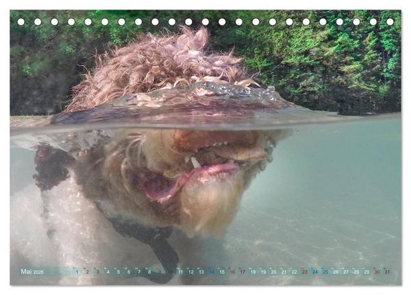 Produktbild: Lagotto Romagnolo - Wasserspiele (Tischkalender 2026 DIN A5 quer), CALVENDO Monatskalender