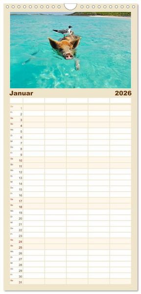 Produktbild: Familienplaner 2026 - Schwimmende Schweine auf den Bahamas! mit 5 Spalten (Wandkalender, 21 x 45 cm) CALVENDO