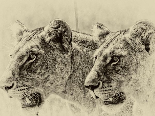 Produktbild: CALVENDO Puzzle Safari - auf Katzensuche | 1000 Teile Lege-Gr&ouml;&szlig;e 64x48cm Foto-Puzzle f&uuml;r gl&uuml;ckliche Stunden