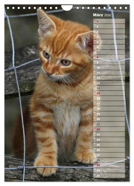 Produktbild: Hauskatzen (Wandkalender 2026 DIN A4 hoch), CALVENDO Monatskalender