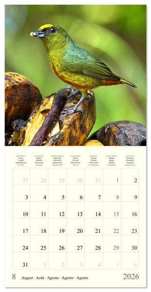 Produktbild: Royaume de nature Costa Rica (Calendrier mural carr&eacute; 2026 30x30 cm) Calendrier double avec une page pour vos prises de notes