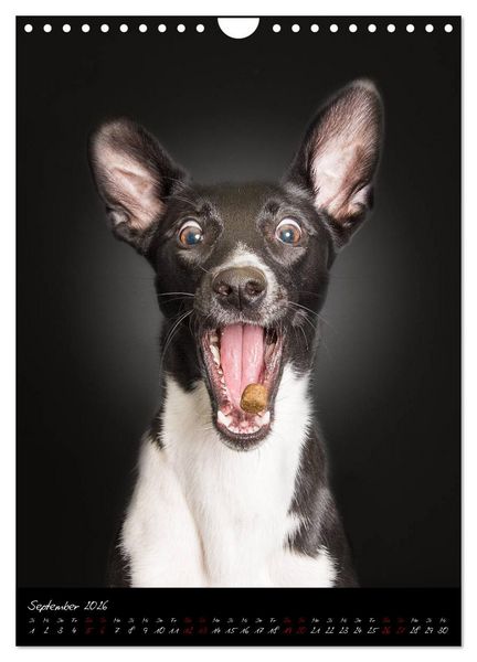 Produktbild: Hunde-Augen-Blicke (Wandkalender 2026 DIN A4 hoch), CALVENDO Monatskalender