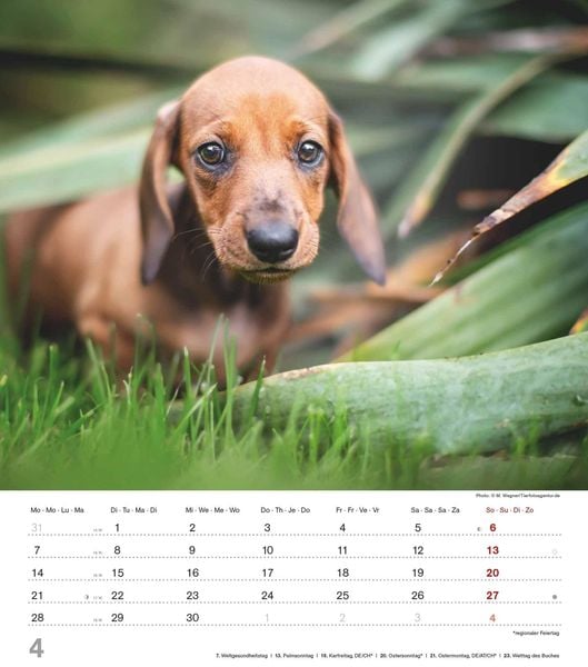 Niedliche Hundekinder 2025 WandKalender TierKalender 30x34