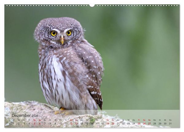 Produktbild: Fantastische Vogelwelt Slowenien (Wandkalender 2026 DIN A2 quer), CALVENDO Monatskalender