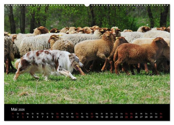 Produktbild: Border Collie 2026 (hochwertiger Premium Wandkalender 2026 DIN A2 quer), Kunstdruck in Hochglanz