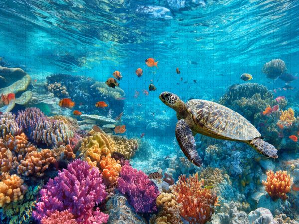 Produktbild: CALVENDO Puzzle Korallenriff, ein Tanz aus Licht und Leben | 1000 Teile Lege-Gr&ouml;&szlig;e 64x48cm Foto-Puzzle f&uuml;r gl&uuml;ckliche Stunden