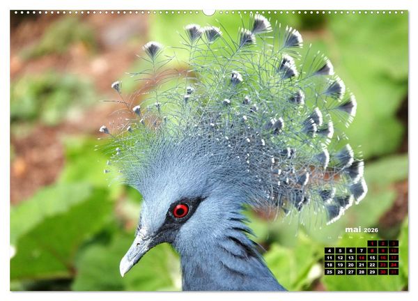 Produktbild: Oiseaux exotiques (Calendrier mural 2026 DIN A2 vertical), CALVENDO calendrier mensuel