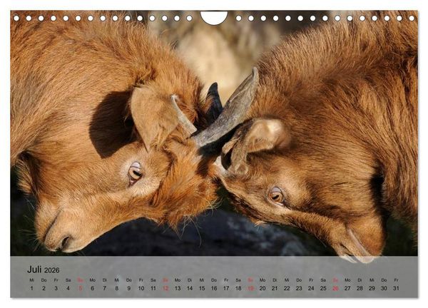 Produktbild: Ziegen. Kluge Freigeister (Wandkalender 2026 DIN A4 quer), CALVENDO Monatskalender