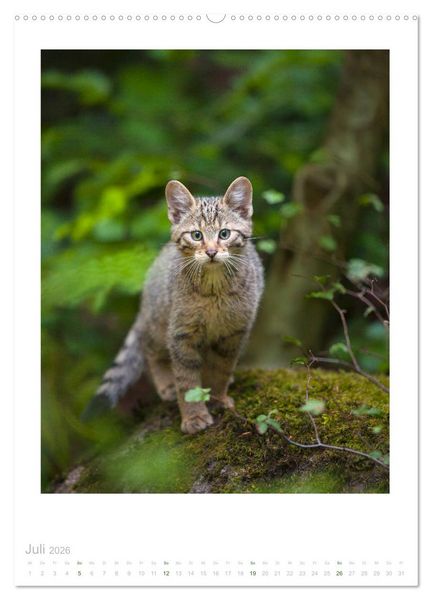 Produktbild: Wildkatzen - Kleine Samtpfoten des Waldes (Wandkalender 2026 DIN A2 hoch), CALVENDO Monatskalender