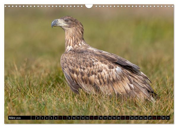 Produktbild: Seeadler in Polen (Wandkalender 2026 DIN A3 quer), CALVENDO Monatskalender