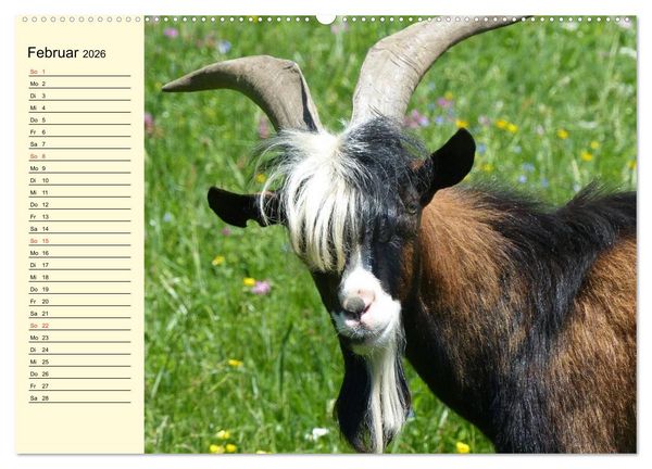 Produktbild: Ziegen. Lustige Ausbruchsk&uuml;nstler (Wandkalender 2026 DIN A2 quer), CALVENDO Monatskalender