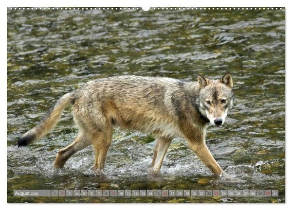Produktbild: B&auml;r, Wolf und Co - Tiere Nordamerikas (Wandkalender 2026 DIN A2 quer), CALVENDO Monatskalender