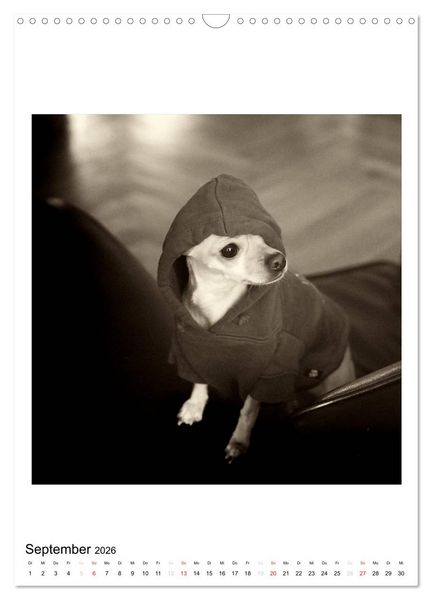 Produktbild: CHIHUAHUA CHIC Photos Marion Koell (Wandkalender 2026 DIN A3 hoch), CALVENDO Monatskalender