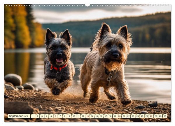 Produktbild: Cairn Terrier - lustiges Raubein aus Schottland (Wandkalender 2026 DIN A2 quer), CALVENDO Monatskalender