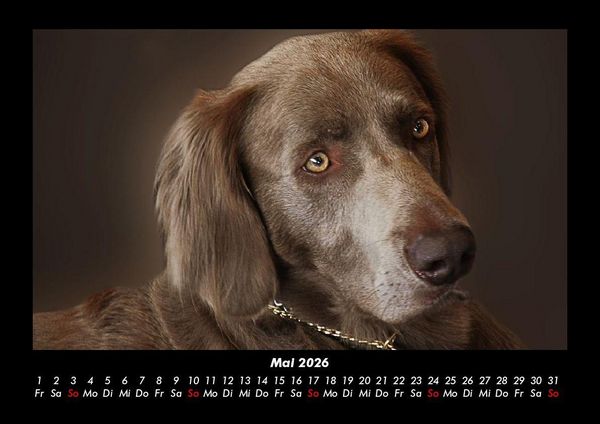 Produktbild: Der Hundekalender 2026 Fotokalender DIN A3