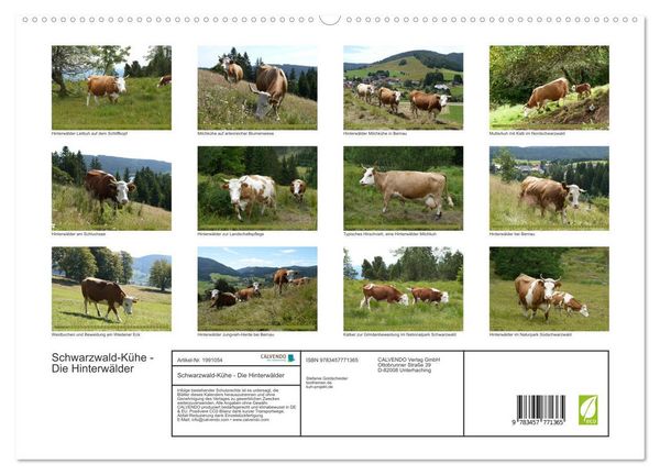 Produktbild: Schwarzwald-K&uuml;he - Die Hinterw&auml;lder (hochwertiger Premium Wandkalender 2026 DIN A2 quer), Kunstdruck in Hochglanz