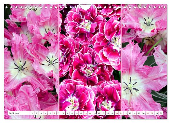 Produktbild: Tulpen - kunterbunte Collagen (Wandkalender 2026 DIN A4 quer), CALVENDO Monatskalender