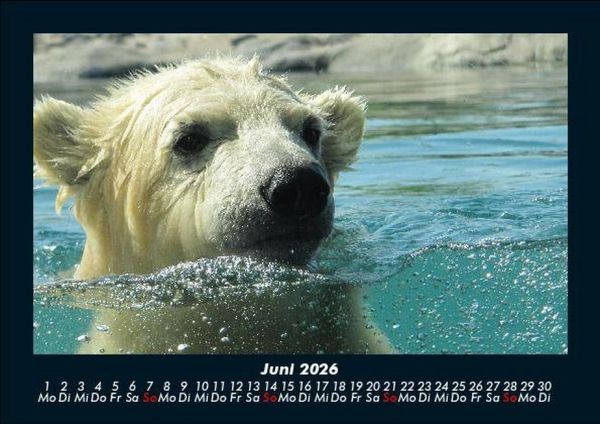 Produktbild: Eisb&auml;ren 2026 Fotokalender DIN A5