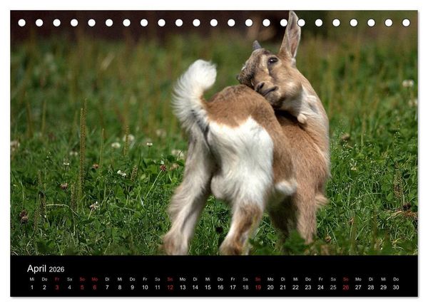Produktbild: Zwergziegen (Tischkalender 2026 DIN A5 quer), CALVENDO Monatskalender