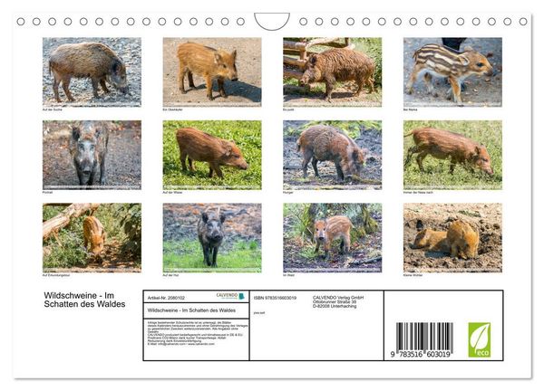 Produktbild: Wildschweine - Im Schatten des Waldes (Wandkalender 2026 DIN A4 quer), CALVENDO Monatskalender