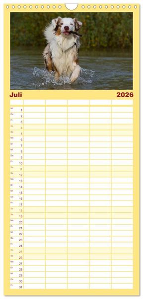 Produktbild: Familienplaner 2026 - Bekannt wie ein bunter Hund. Australian Shepherd mit 5 Spalten (Wandkalender, 21 x 45 cm) CALVENDO