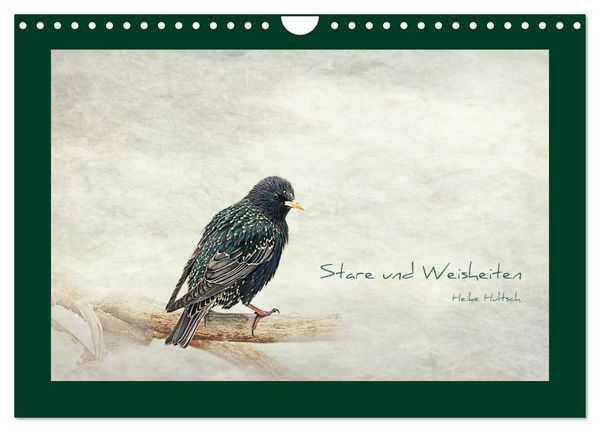 Produktbild: Stare und Weisheiten (Wandkalender 2026 DIN A4 quer), CALVENDO Monatskalender