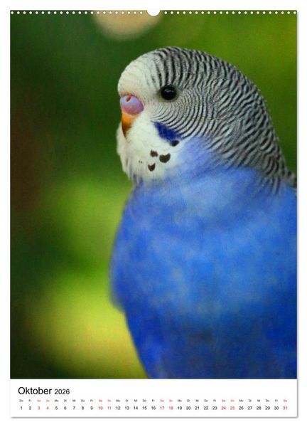 Produktbild: Der Wellensittich - Mein Lieblingsvogel (Wandkalender 2026 DIN A2 hoch), CALVENDO Monatskalender