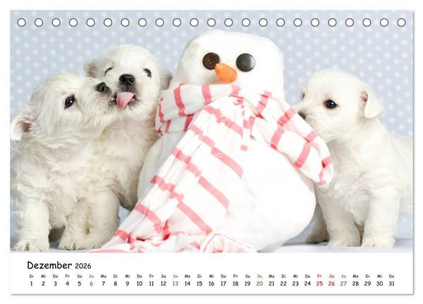 Produktbild: Baby Pfoten (Tischkalender 2026 DIN A5 quer), CALVENDO Monatskalender