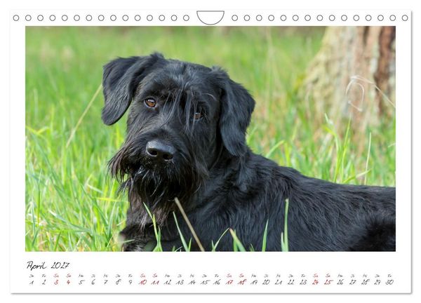 Produktbild: Riesenschnauzer - Treue Partner (Wandkalender 2027 DIN A4 quer), CALVENDO Monatskalender