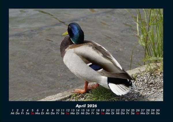 Produktbild: Enten 2026 Fotokalender DIN A4