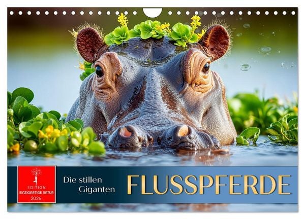 Produktbild: Flusspferde - die stillen Giganten (Wandkalender 2026 DIN A4 quer), CALVENDO Monatskalender