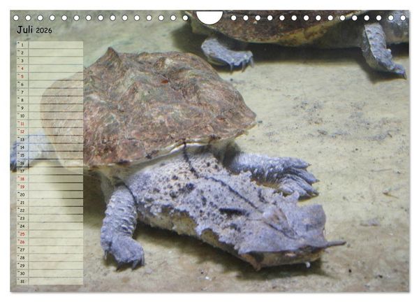 Produktbild: Schildkr&ouml;ten - Gepanzerte Wesen aus Urzeiten (Wandkalender 2026 DIN A4 quer), CALVENDO Monatskalender