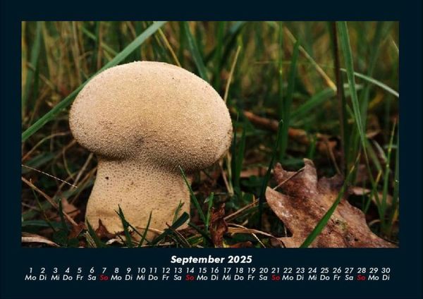 Produktbild: Pilzkalender 2025 Fotokalender DIN A4
